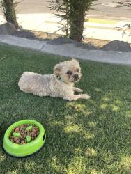 Found/Stray Unknown Dog last seen Quest Street and Taos Way , Bakersfield, CA 93307
