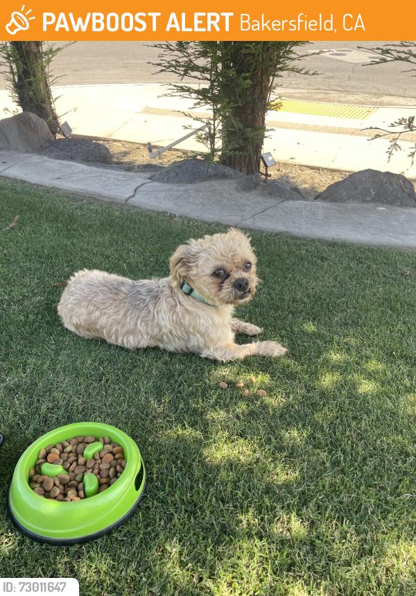 Found/Stray Unknown Dog last seen Quest Street and Taos Way , Bakersfield, CA 93307