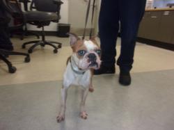 Shelter Stray Male Dog last seen , 14409 Vanowen St, Van Nuys, CA 91405, USA