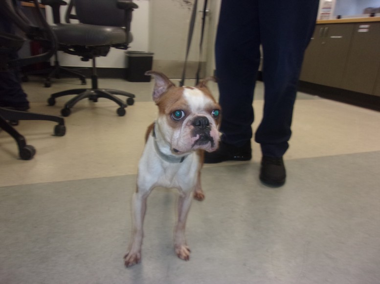 Shelter Stray Male Dog last seen , 14409 Vanowen St, Van Nuys, CA 91405, USA