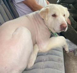 Lost Male Dog last seen Scrub Pine, Big Sandy, TX 75755