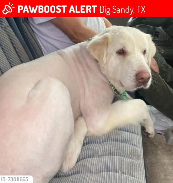 Lost Male Dog last seen Scrub Pine, Big Sandy, TX 75755