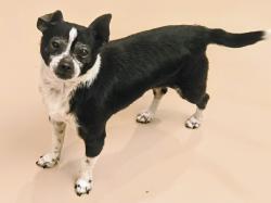 Shelter Stray Male Dog last seen , 14409 Vanowen St, Van Nuys, CA 91405, USA