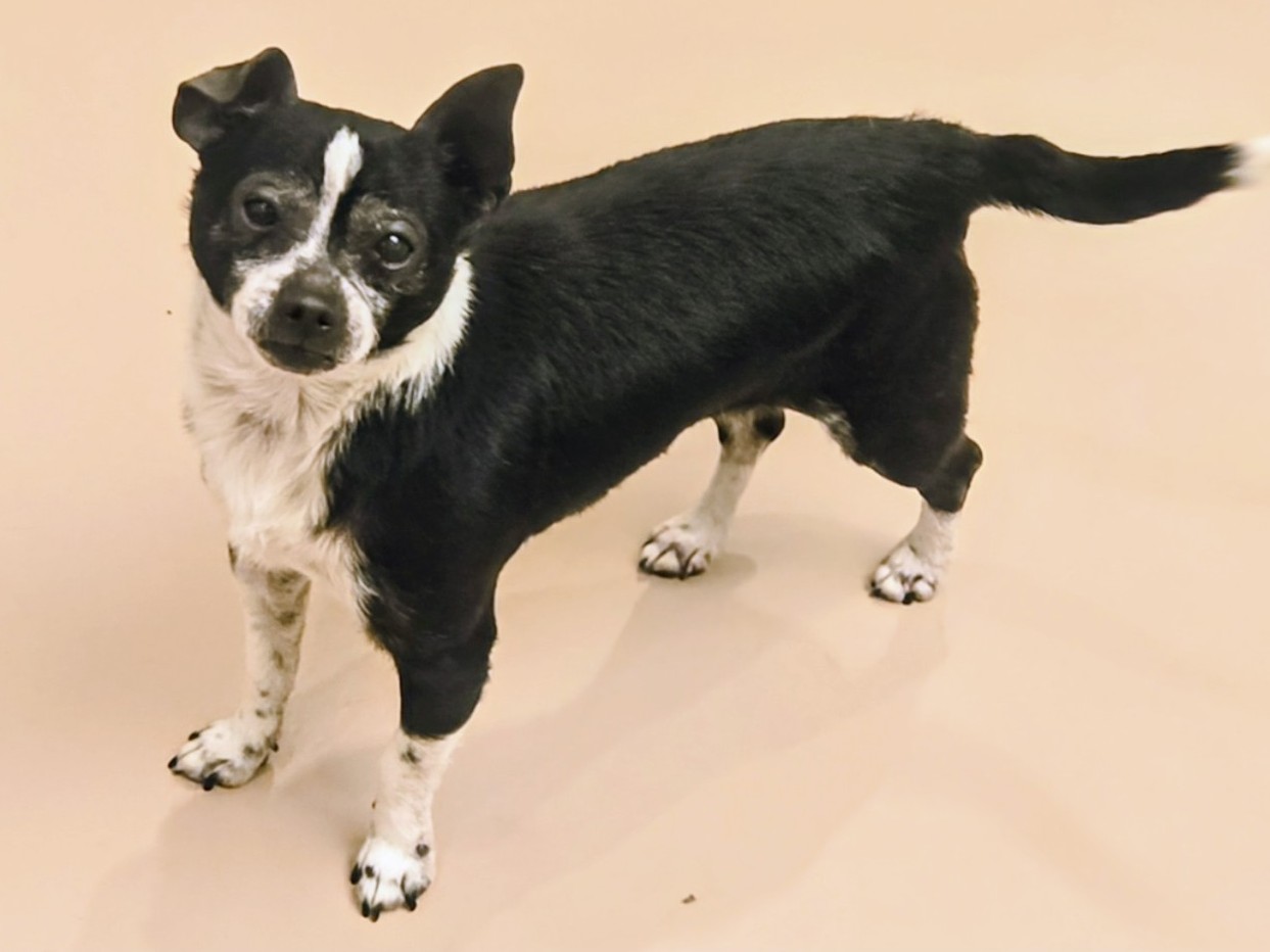 Shelter Stray Male Dog last seen , 14409 Vanowen St, Van Nuys, CA 91405, USA
