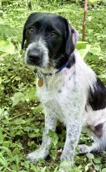 Lost Female Dog last seen Brown Acres Golf Course , Chattanooga, TN 37421