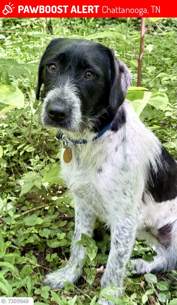 Lost Female Dog last seen Brown Acres Golf Course , Chattanooga, TN 37421