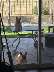 Lost Female Dog last seen Caldera st , Perris, CA 92570