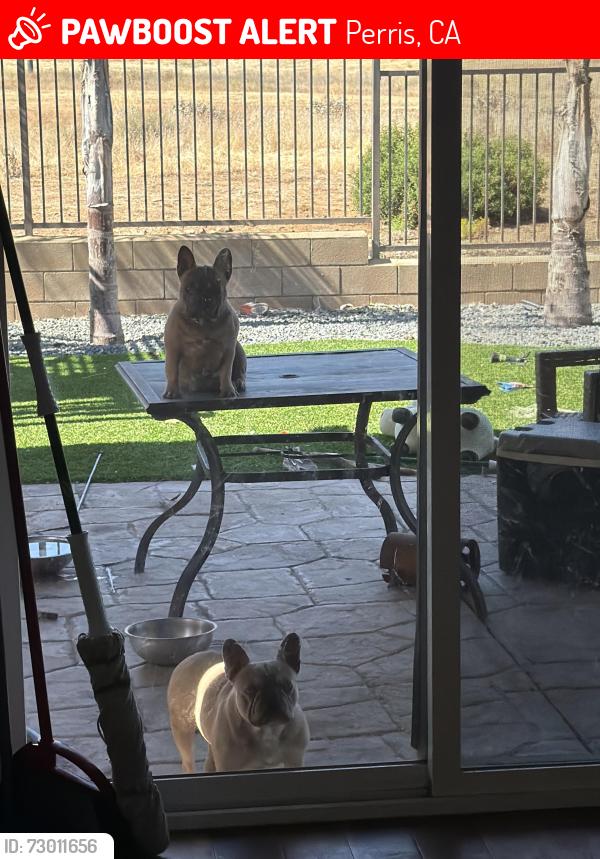 Lost Female Dog last seen Caldera st , Perris, CA 92570