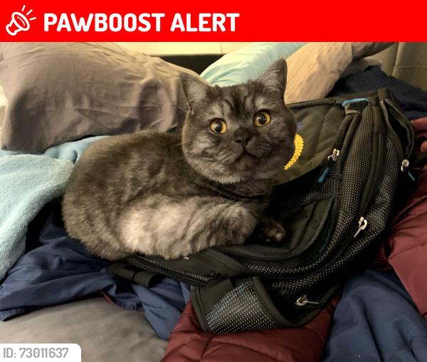 Lost Male Cat last seen Near 56th Ave W - Arbor Village, Mountlake Terrace, WA 98043