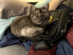 Lost Male Cat last seen Near 56th Ave W - Arbor Village, Mountlake Terrace, WA 98043
