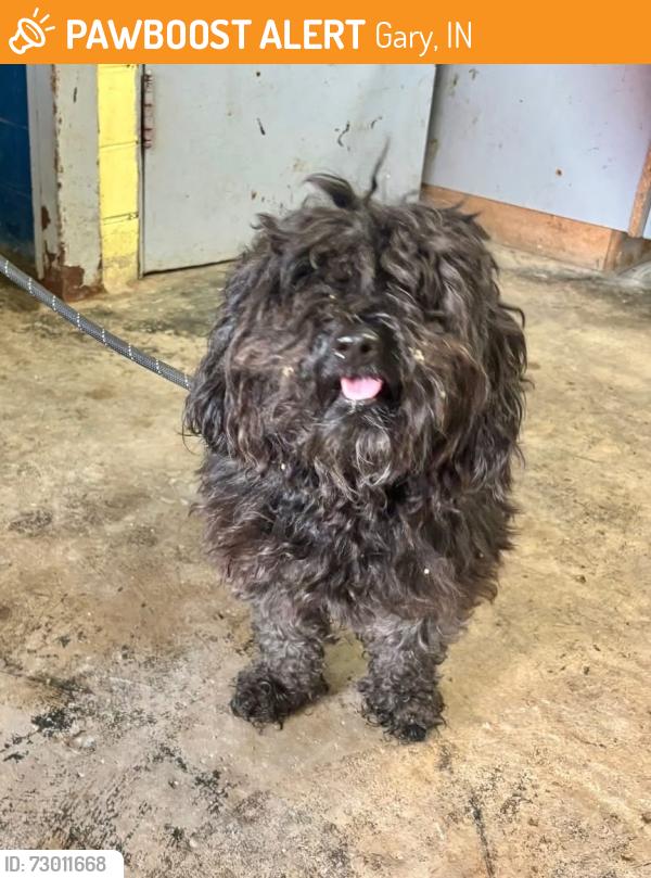 Found/Stray Unknown Dog last seen Gary Animal Control, Gary, IN 46402