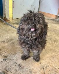 Found/Stray Unknown Dog last seen Gary Animal Control, Gary, IN 46402