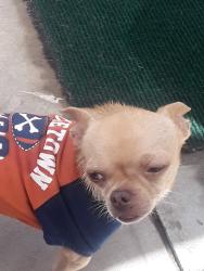 Reunited Male Dog last seen Levelside, Lakewood, CA 90712