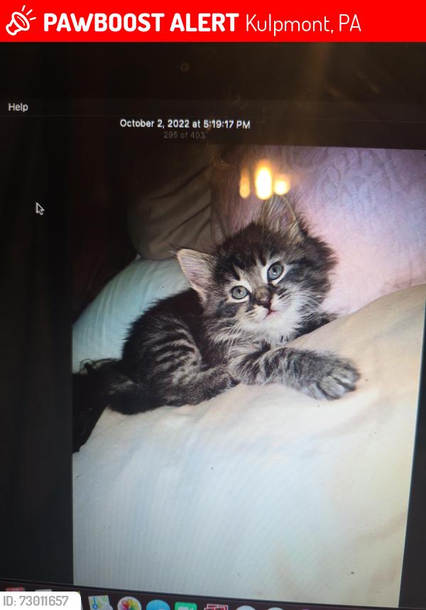 Lost Female Cat last seen Nevada drive, Kulpmont, PA 17834