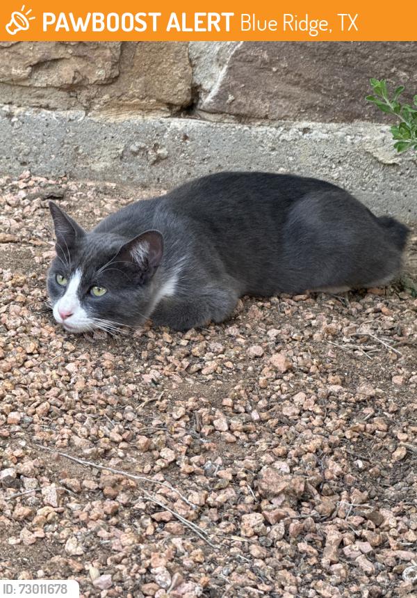 Found/Stray Unknown Cat last seen By the dumpsters, Blue Ridge, TX 75424