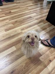 Reunited Male Dog last seen O’brien circle, Vallejo CA, Vallejo, CA 94589