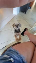 Lost Female Dog last seen Newport Avenue between Carolina and Virginia, Norfolk, VA 23508
