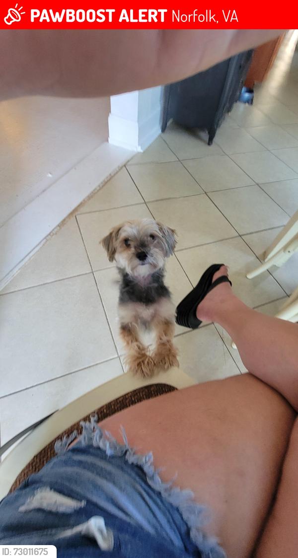 Lost Female Dog last seen Newport Avenue between Carolina and Virginia, Norfolk, VA 23508