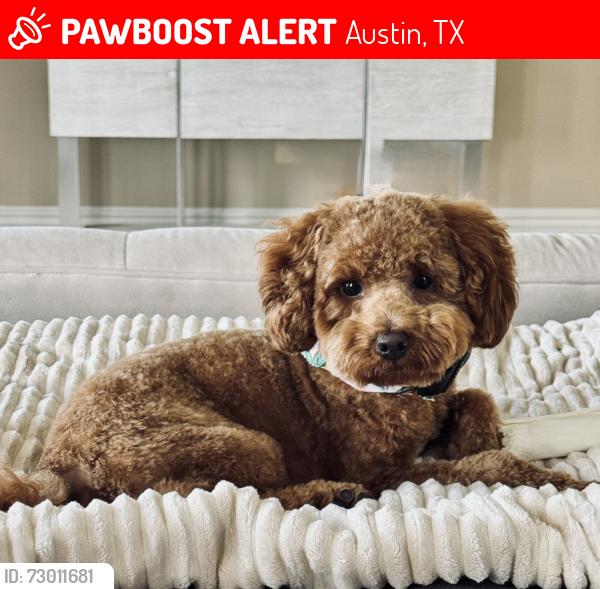 Lost Male Dog last seen The Grove neighborhood, Austin, TX 78731