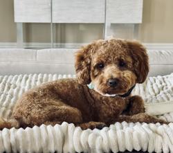 Lost Male Dog last seen The Grove neighborhood, Austin, TX 78731