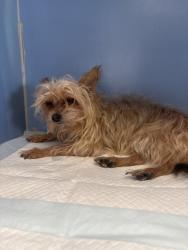 Shelter Stray Male Dog last seen Near BLOCK STODDARD AVE, 333 Chandler Pl, San Bernardino, CA 92408, USA