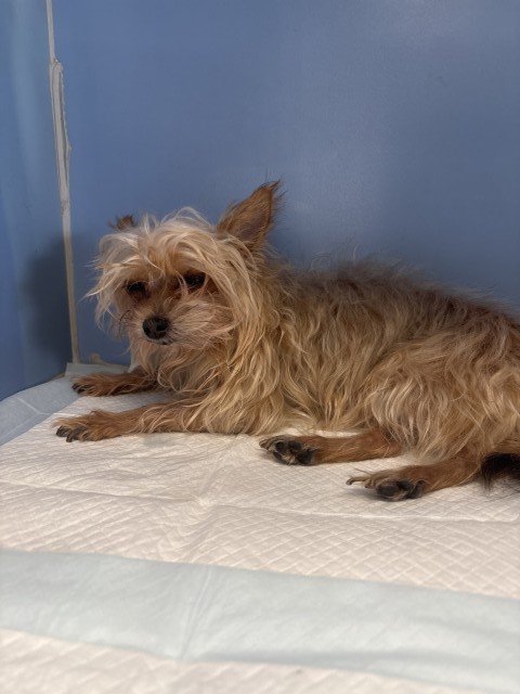 Shelter Stray Male Dog last seen Near BLOCK STODDARD AVE, 333 Chandler Pl, San Bernardino, CA 92408, USA