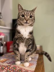 Reunited Female Cat last seen 52xx Addison Street 19143, Philadelphia, PA 19143