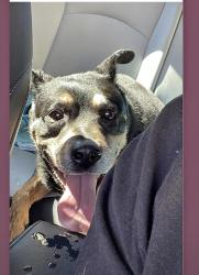 Found/Stray Male Dog last seen Surf Strength Way and Aimless Drive, Henderson, NV 89011