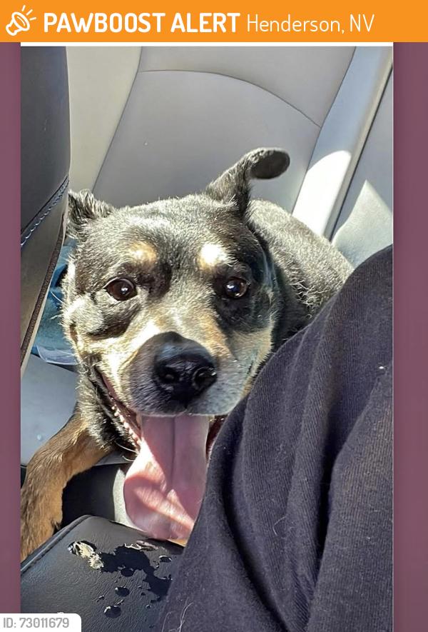 Found/Stray Male Dog last seen Surf Strength Way and Aimless Drive, Henderson, NV 89011