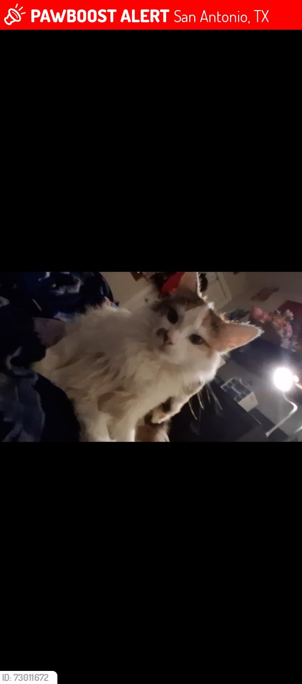 Lost Female Cat last seen Memorial drive, San Antonio, TX 78251