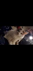 Lost Female Cat last seen Memorial drive, San Antonio, TX 78251