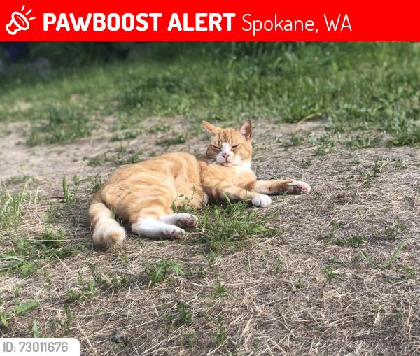Lost Male Cat last seen 5th & grove, Spokane, WA 99224