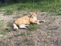 Lost Male Cat last seen 5th & grove, Spokane, WA 99224