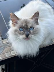 Lost Female Cat last seen Pegasus , San Diego, CA 92126
