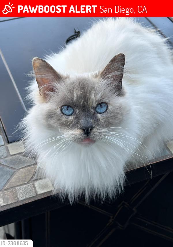 Lost Female Cat last seen Pegasus , San Diego, CA 92126