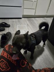Reunited Male Dog last seen University Gardens apmts, Las Vegas, NV 89119