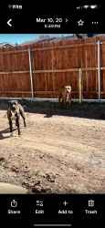 Lost Male Dog last seen Indiana , Lubbock, TX 79414