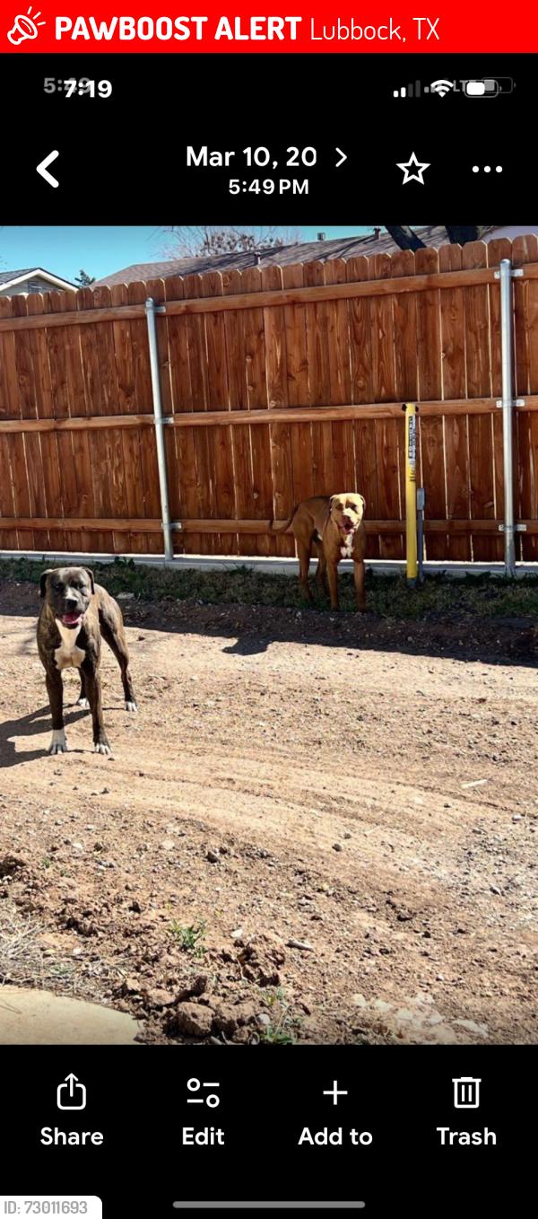 Lost Male Dog last seen Indiana , Lubbock, TX 79414