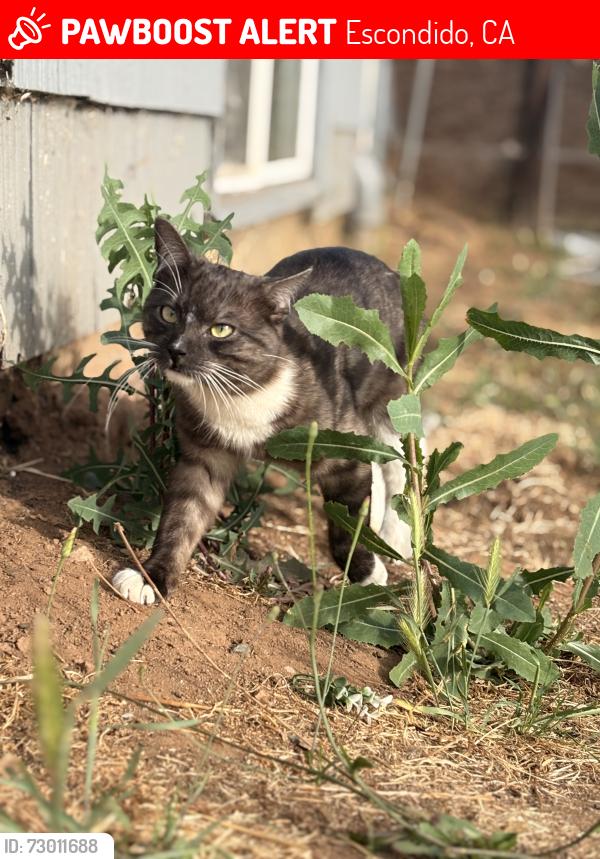 Lost Male Cat last seen Near w ninth ave Escondido ca 92025, Escondido, CA 92025