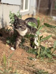 Lost Male Cat last seen Near w ninth ave Escondido ca 92025, Escondido, CA 92025
