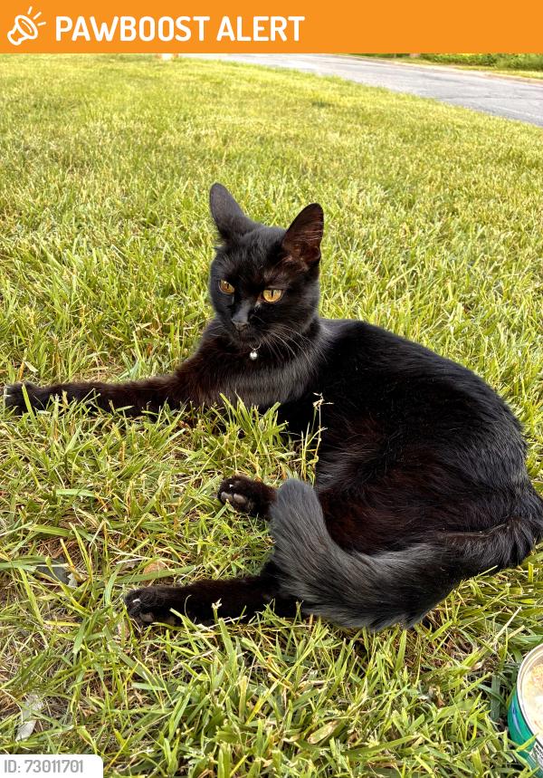 Found/Stray Female Cat last seen Watertower, North Saint Paul, MN 55109