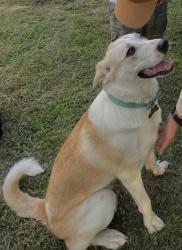 Lost Female Dog last seen Maryland SPCA, Baltimore, MD 21211