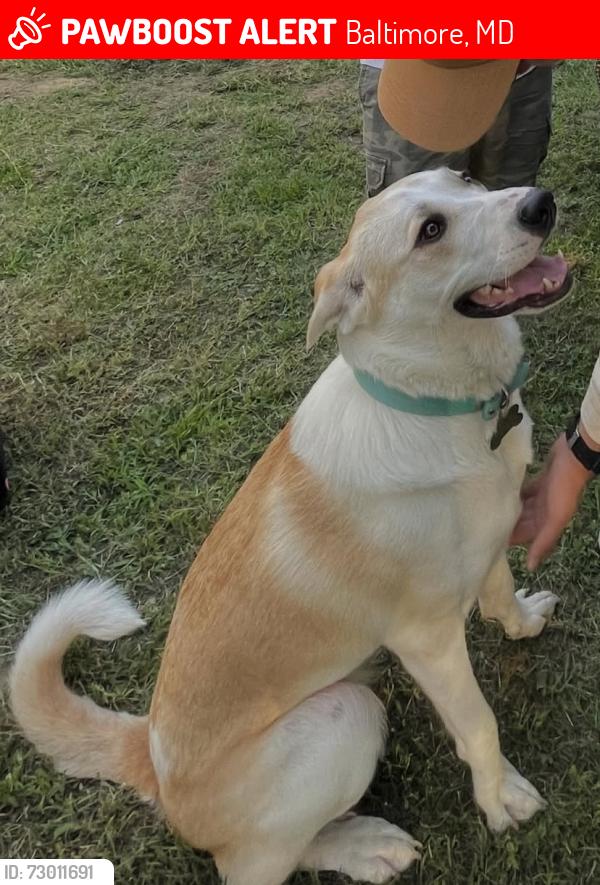 Lost Female Dog last seen Maryland SPCA, Baltimore, MD 21211
