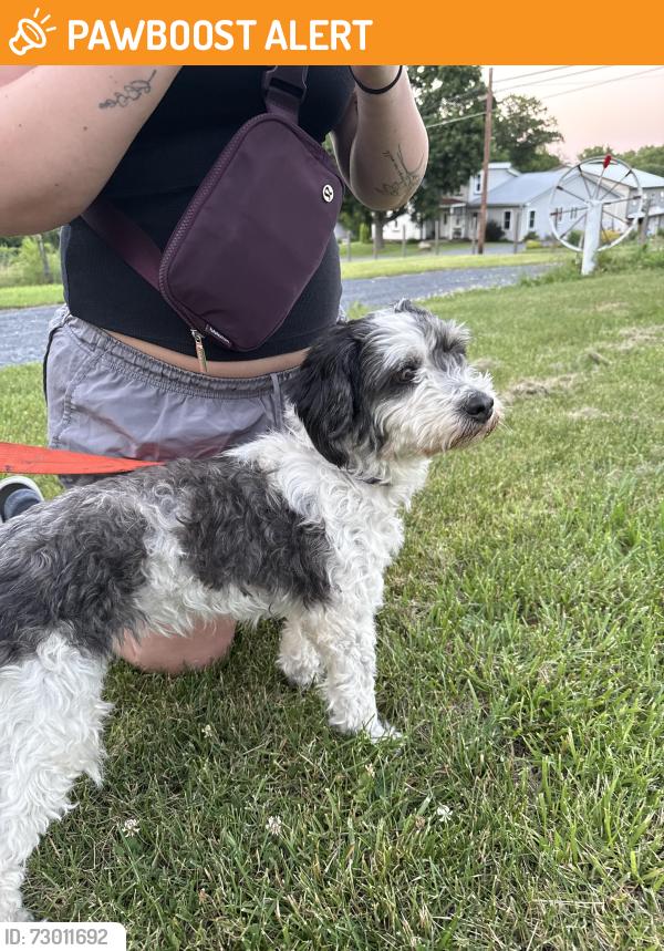 Found/Stray Unknown Dog last seen lost acre lane , Heidelberg Township, PA 17073