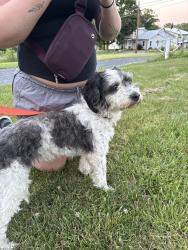 Found/Stray Unknown Dog last seen lost acre lane , Heidelberg Township, PA 17073
