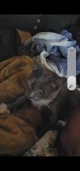Lost Male Cat last seen Oakwood dr / Hughes, Bakersfield, CA 93304