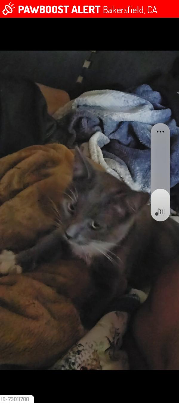 Lost Male Cat last seen Oakwood dr / Hughes, Bakersfield, CA 93304