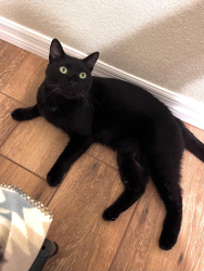 Lost Male Cat last seen Near Bear Lake Rd & 414, Forest City, FL 32703