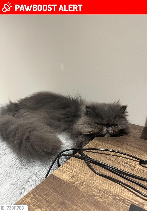 Lost Male Cat last seen Near Eaglemount crescent , Mississauga, ON L5C 1H2