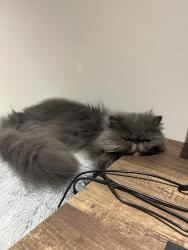 Lost Male Cat last seen Near Eaglemount crescent , Mississauga, ON L5C 1H2